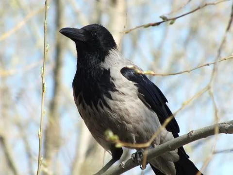 A crow on a branch in spring Stock Photos