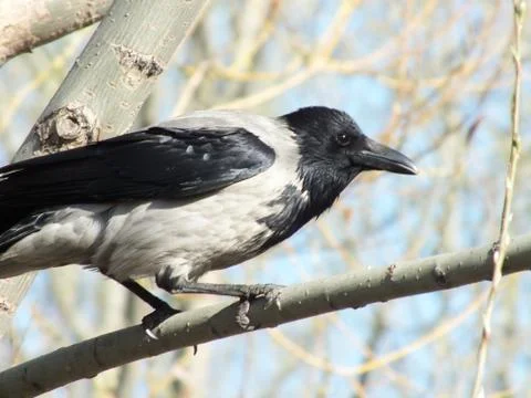 A crow on a branch in spring Stock Photos