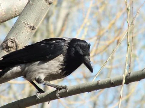 A crow on a branch in spring Stock Photos