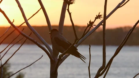 Crow On A Branch Tree At Sunrise Stock-Footage 88712418