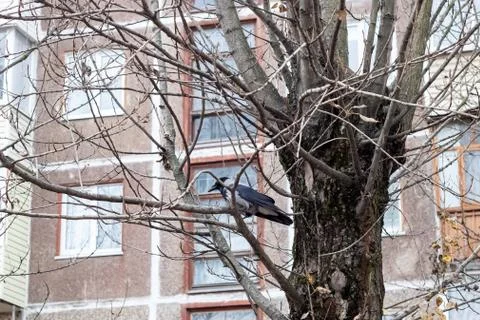 Crow on branch on windows background close up Stock Photos