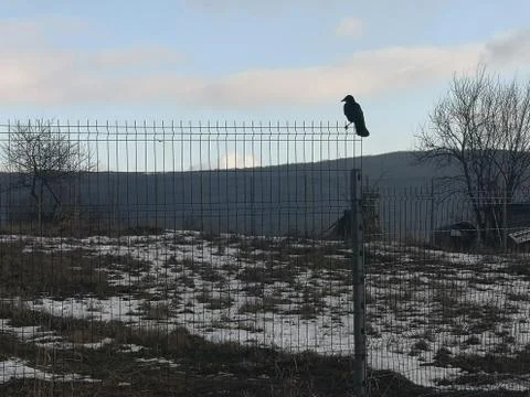 Crow brave Stock Photos