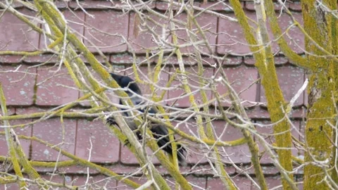 A crow breaks a branch of a hazelnut tree with its beak Stock Footage 154632918