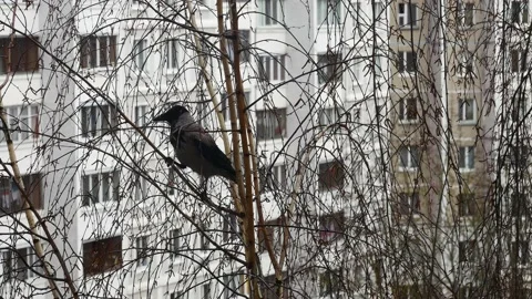 The crow breaks branches for the nest. 스톡 동영상 151581365