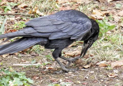 A crow breaks a walnut Stock Photos