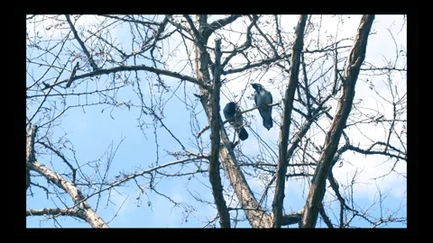 Crow buddies chatting on the bare tree branch Stock Footage 296531602