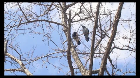 Crow buddies chatting on the bare tree branch Stock Footage 296531645