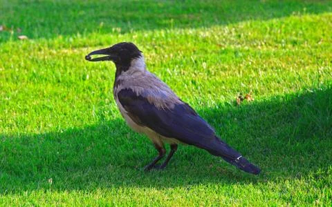 Crow with bug Stock Photos