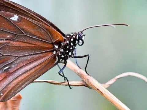 Crow butterfly Stock Photos