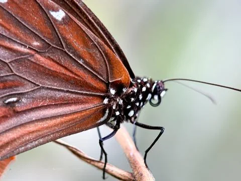 Crow butterfly Stock Photos