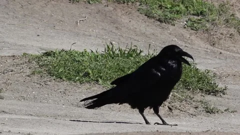 Crow Call Stock Footage 152737225