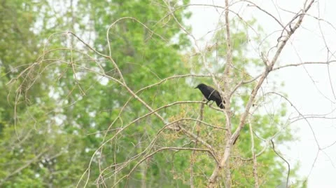Crow Calling Stock Footage 10867446