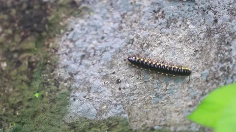 Crow Caterpillar 1 Stock Footage 264964402