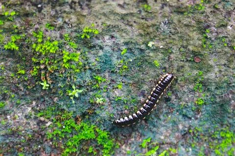 Crow Caterpillar 4 Stock Photos