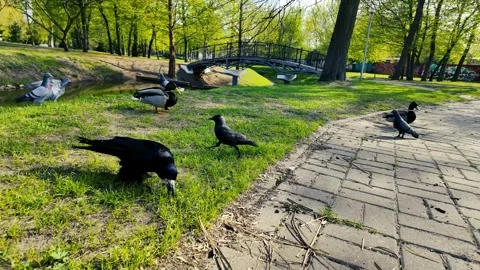 Crow Cautiously Grabs Nut in Slow Motion – Close-Up Wildlife Shot Stock Footage 306990093