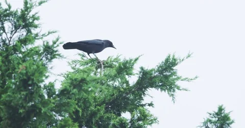 Crow Caw Cawing Top of Evergreen Tree Slow Motion Stock Footage 69770551