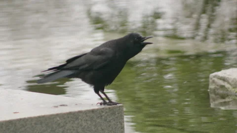 Crow cawing Stock Footage 246879354