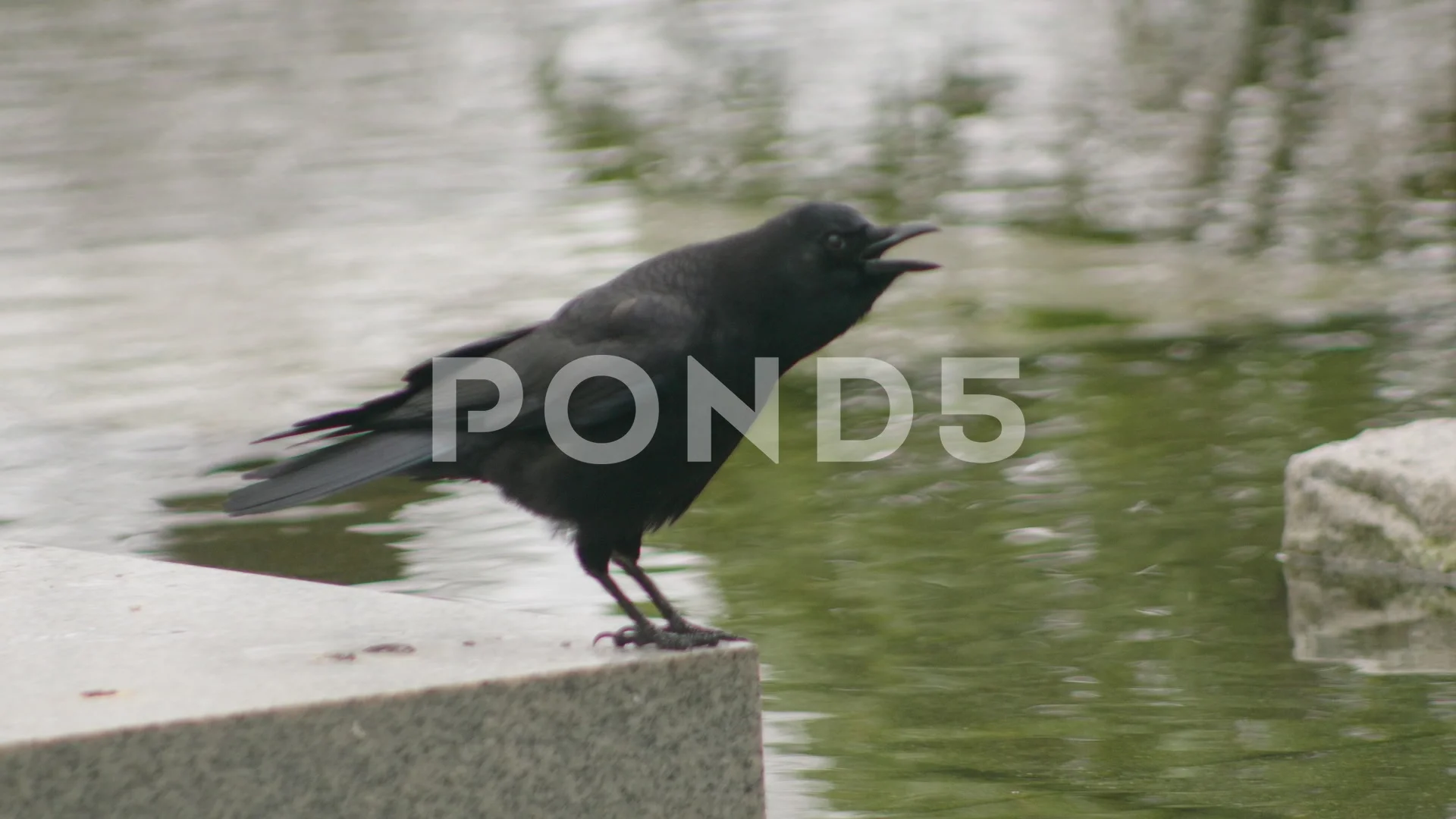 Bird Video: The Caw of a Crow and the Kraa of a Raven