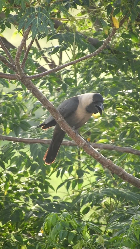 Crow Is Cawing On Tree  - 4k Vertical Footage Video stock 337935154