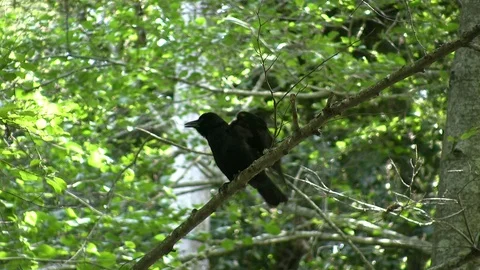 Crow Cawing on Tree Branch Stock Footage 106721916