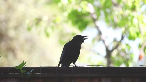 Crow caws on fence Stock Footage 77171650