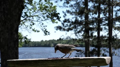 Crow chases away another bird. Stock-Footage 148676540