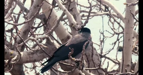 Crow Checking Around On The Branch Of Tree Stock Footage 276975289