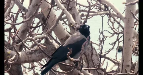 Crow Checking Around On The Branch Of Tree Stock Footage 276975291