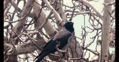 Crow Checking Around On The Branch Of Tree Stock Footage 276975296