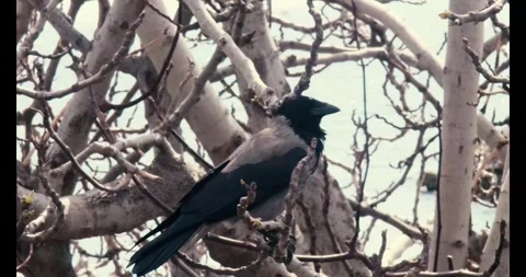 Crow Checking Around On The Branch Of Tree Stock Footage 276975305