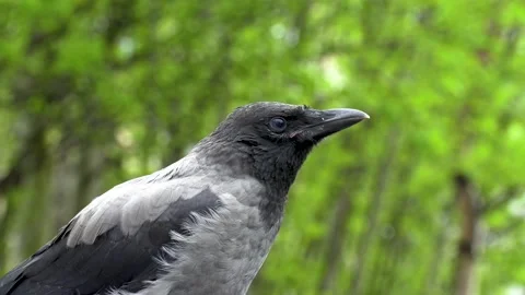 Crow chick Stock Footage 197048071