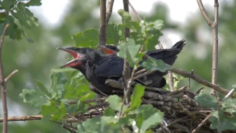 Crow chicks in nest Stock Footage 91735735