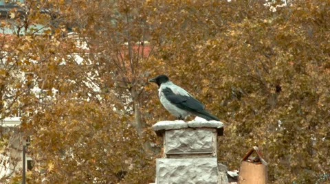 Crow on a Chimney 스톡 동영상 32258278