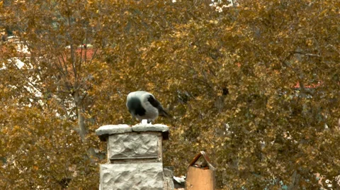 Crow on a Chimney Stock Footage 32258342