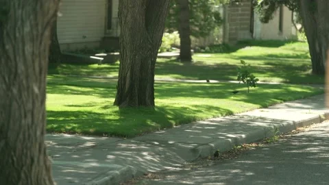 Crow Circles A Tree Video stock 140703922