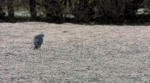 Crow in a city park Stock Footage 49548640