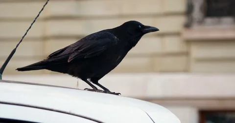 Crow in the city slowmotion Stock Footage 71350058