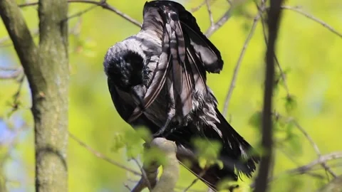 Crow Feathers Stock Videos – Royalty-Free HD & 4K Videos