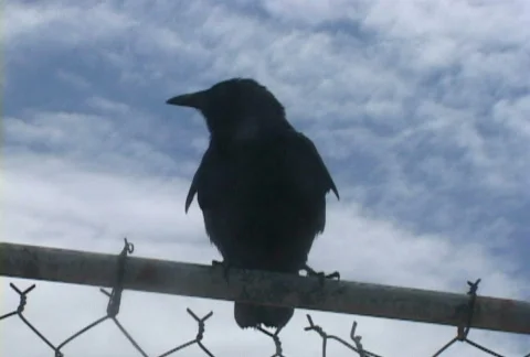 Crow Close Up Fly Away Stock Footage 355186