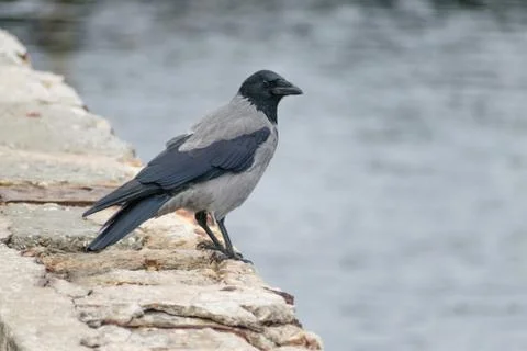 Crow close up Stockfoto's