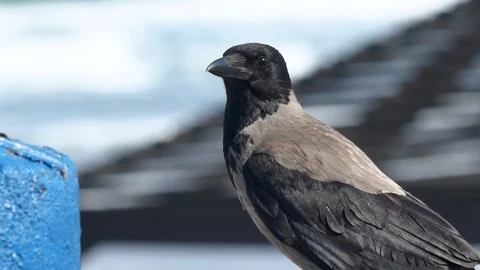 Crow Closeup flying out of frame Stock Footage 90121749