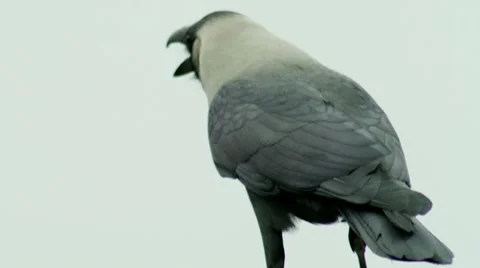 Crow Closeup in HD Video stock 7761733