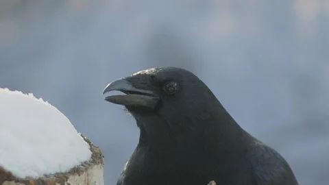 Crow, closeup of head while eating, slomo, 4k Stock Footage 166589008