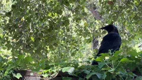 Crow closeup under low hanging oak branches Stock Footage 322551122