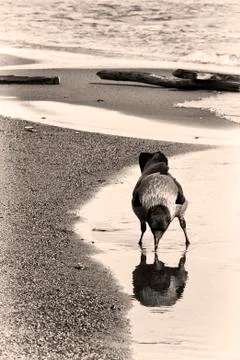 Crow on the coast Stock Photos