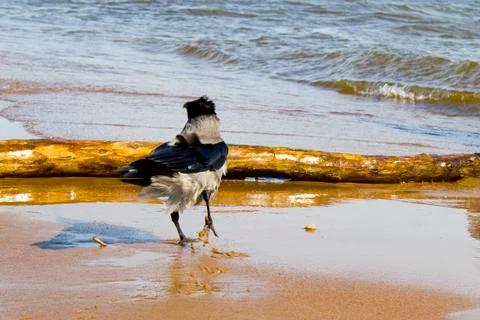 Crow on the coast Stock Photos