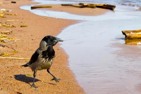 Crow on the coast Stock Photos