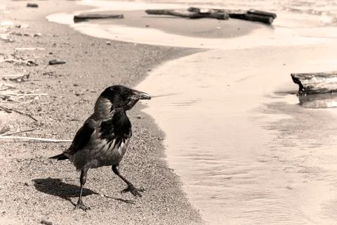 Crow on the coast Foto stock