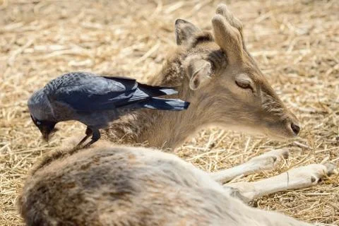 Crow Collects Wool Stock Photos