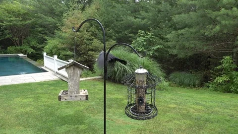 A Crow come to the feeder, take what he wants and flew back Stock Footage 91510569